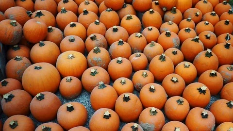 Orange pumpkins in row and limb Stock Footage 118230522