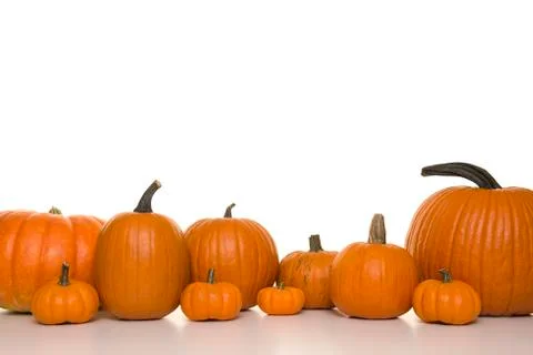 Orange pumpkins in a row on a white background Stock Photos