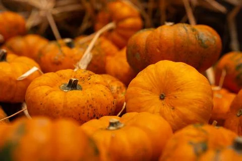 Orange pumpkins in rustic autumn setting. Stock Photos