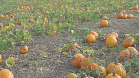 Orange Pumpkins Sit in a Field at a Pumpkin Patch Stockbeeldmateriaal 208751696
