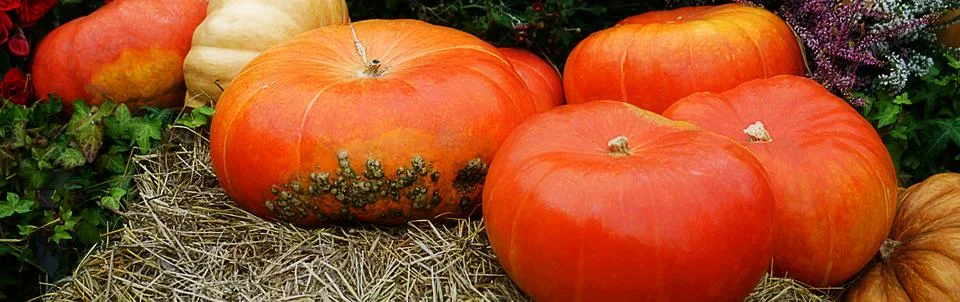 Orange pumpkins on stack of hay or straw. Stock Photos