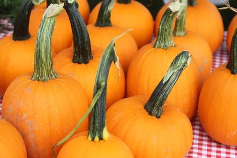 Orange pumpkins with stems Stock Photos
