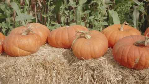 Orange pumpkins on top of hay in front of a corn field Stock Footage 139502788