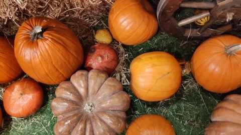 Orange Pumpkins. Vegetable Background Stock Footage 287507446