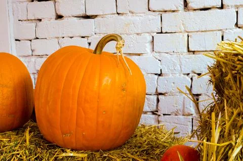 Orange pumpkins on a white wall Stock Photos