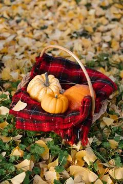 Orange pumpkins in a wicker basket Stock Photos