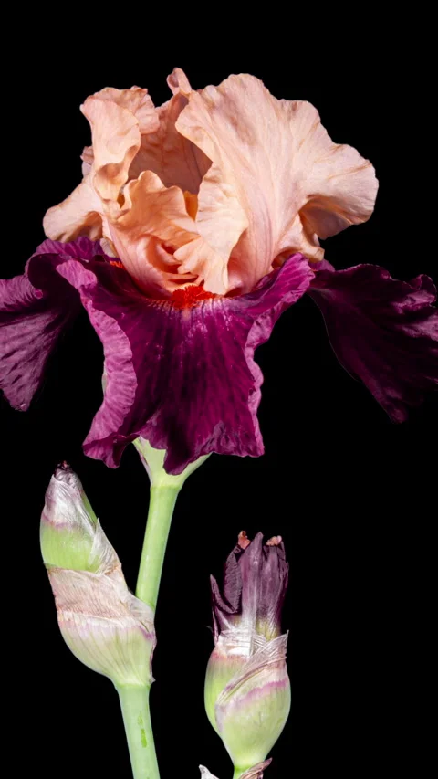 Orange Purple Iris Flower Opening Bud in Time Lapse on a Black Background. .. Stock Footage 342266574