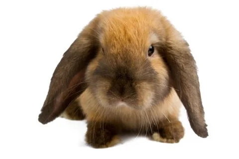 Orange rabbit isolated on white background Stock Photos