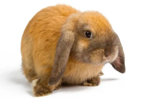 Orange rabbit Stock Photos