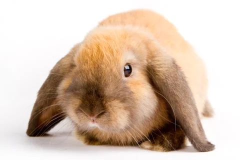 Orange rabbit Stock Photos