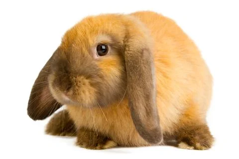 Orange rabbit Stock Photos