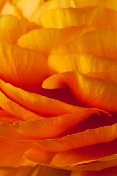 Orange Ranunculus Background Foto stock