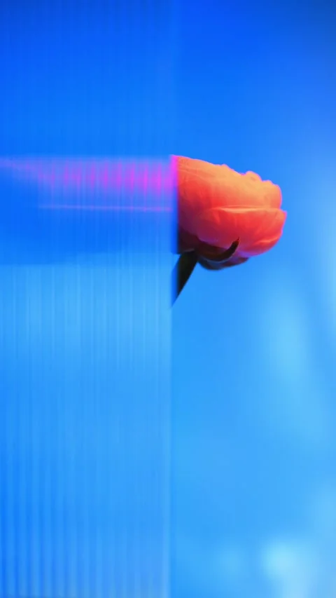 Orange ranunculus flower is partially hidden behind vertical glass stripes Stock Footage 302284905