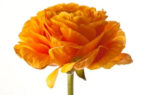 Orange Ranunculus Isolated on a White Background Stock Photos