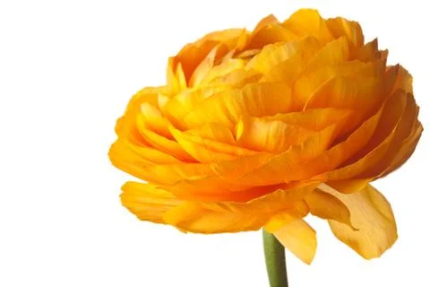 Orange Ranunculus Isolated on a White Background Stock Photos