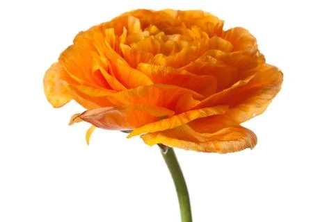 Orange Ranunculus Isolated on a White Background Stock Photos