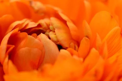 Orange ranunculus opening Stock Photos