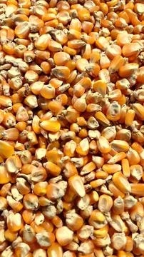Orange raw dried corn kernels (2) Stock Photos