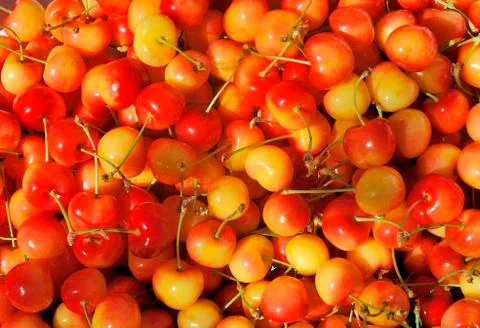 Orange red cherries Stock Photos