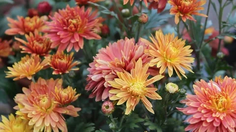 Orange Red Daisy Stock Footage 42407967