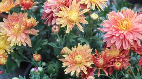 Orange Red Daisy Stock Footage 42408116