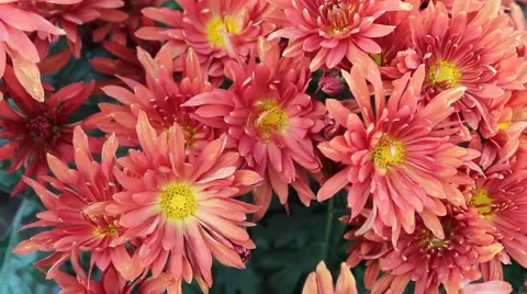 Orange Red Daisy Stock Footage 42412997