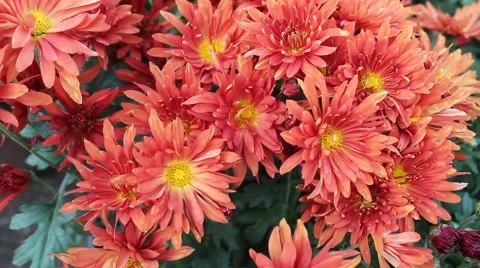 Orange Red Daisy Stock Footage 42412998