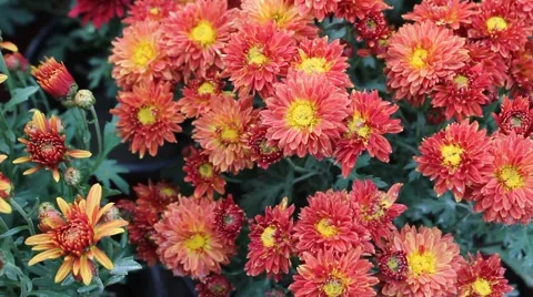 Orange Red Daisy Stock Footage 42413881