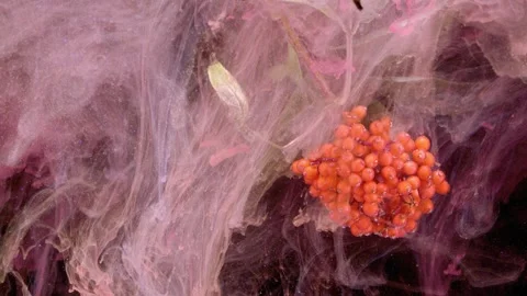 Orange red elderberry cluster immersed and enveloped by translucent pink ink plu Stock Footage 339854838