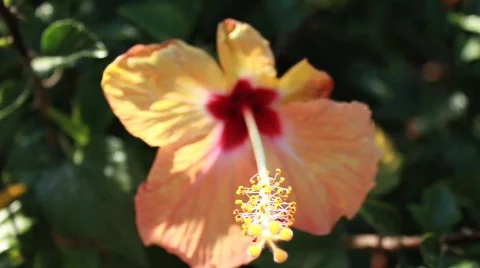 Orange Red Flower Close Stock Footage 739356