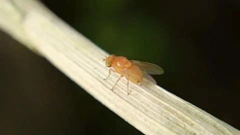 An orange-red fly perched on a tree branch. The background is black shadow... Stock Photos
