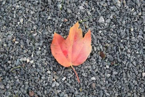 Orange red leaf on ground Stock Photos
