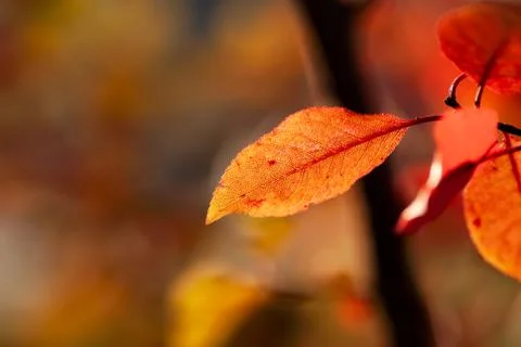 Orange Red Leaf Foto stock