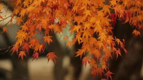 Orange Red Leaves Vidéo 8993929