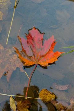 An orange-red maple leaf lies in a puddle Stock Photos