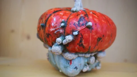Orange red pumpkin in the closeup 2 Stock Footage 118229054