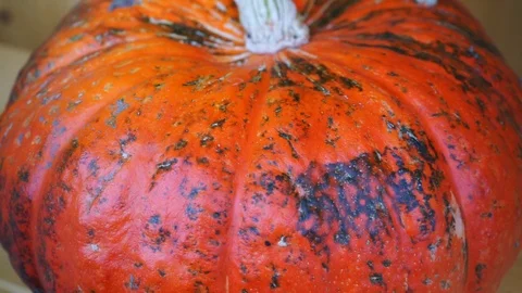 Orange red pumpkin in the closeup Stock Footage 118229226