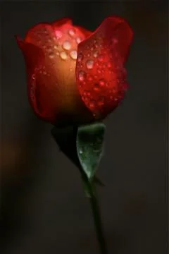 Orange / Red Rose in the Rain Stock Photos
