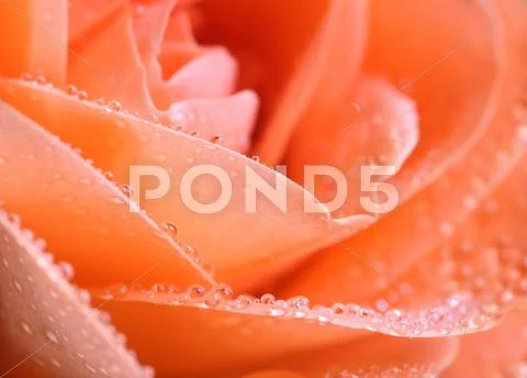 Orange Red rose with water drops Stock Photos