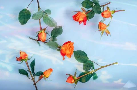 Orange red roses in bath floating in water, colorful light reflection Stock Photos
