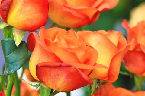 Orange with red roses Stock Photos