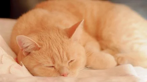 Orange Red Tabby Cat Sleeping In His Bed On Blanket Stockfoto's