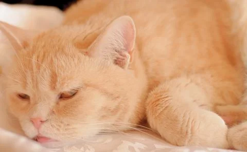 Orange Red Tabby Cat Sleeping In His Bed On Blanket Stockfoto's