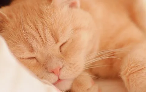 Orange Red Tabby Cat Sleeping In His Bed On Blanket Stockfoto's