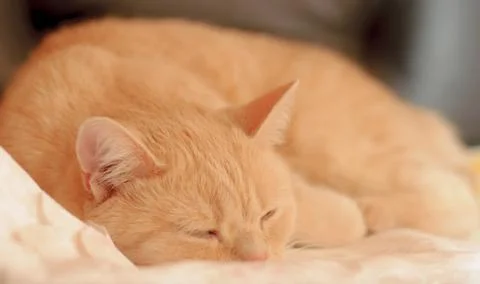 Orange Red Tabby Cat Sleeping In His Bed On Blanket Stockfoto's