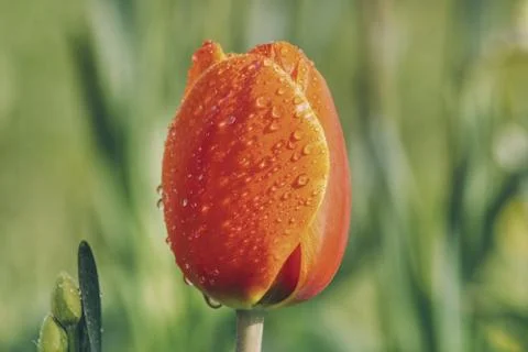Orange-red tulip Stock Photos