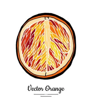Orange red vector isolated. Half cut chopped orange grapefruit. Fruit hand dr Stock Illustration