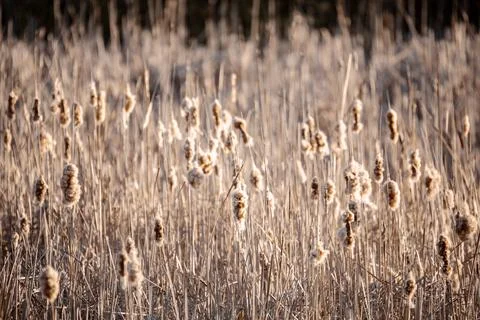 Orange reeds in spring time Stockfoto's