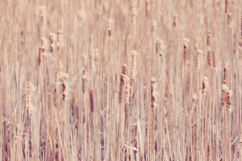 Orange reeds in spring time Stockfoto's