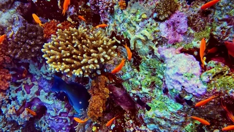 Orange Reef Fish Darting Among Corals While Parrotfish Grazes in Red Sea Stockbeeldmateriaal 320922509